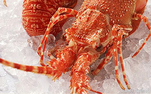 11南非岩石龙虾 south african west coast lobster,南非龙)南非岩石
