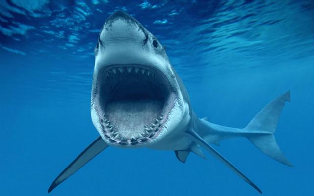 关于鲨鱼攻击人类,你或许误解了一些事情,鲨鱼更喜欢攻击男性