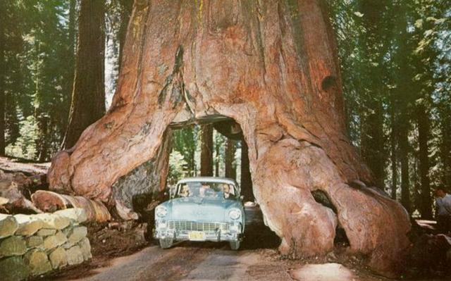 世界上最大的树,以将军名字命名,也被称为世界