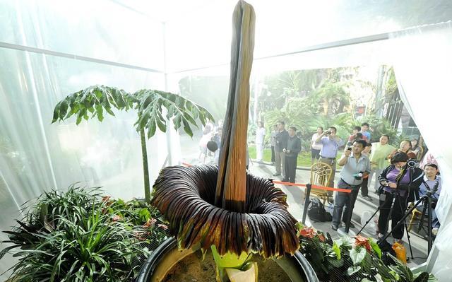 不知道你会不会读“蒟蒻”，但你一定知道烤鱼里的魔芋