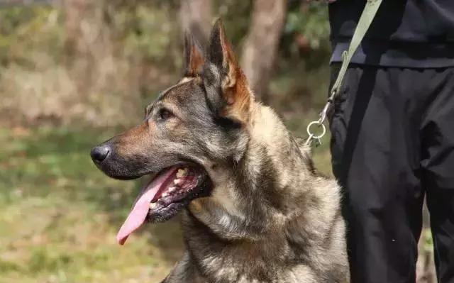 忠诚的守护者中国国内七种常见的警犬