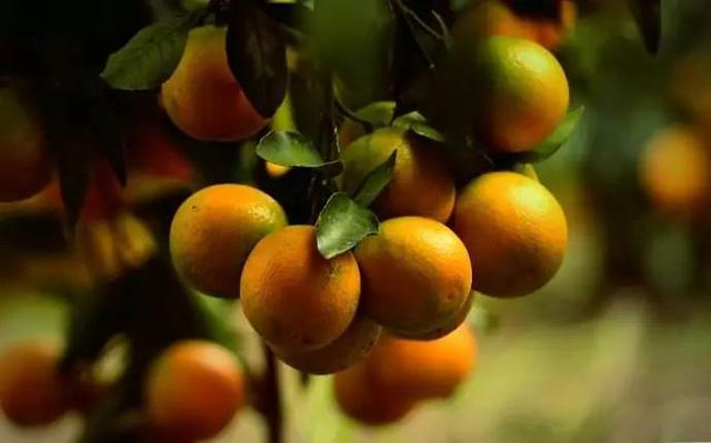 脐橙、红玉血橙…中国到底哪里的橙子最好吃?