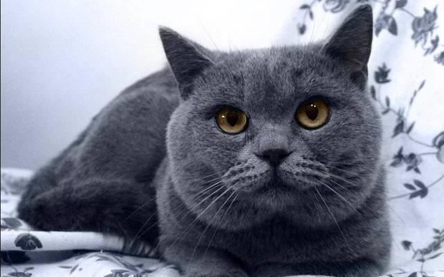 的猫眼睛颜色都不同,常见的有黄色(从浅黄到深黄不一),蓝色,琥珀色