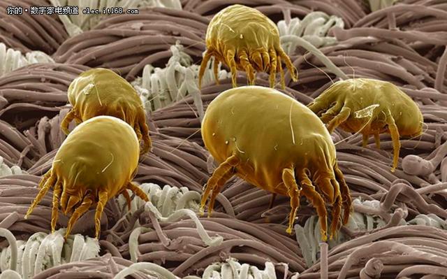 灰尘是生病过敏的源头!教你几招远离伤害!