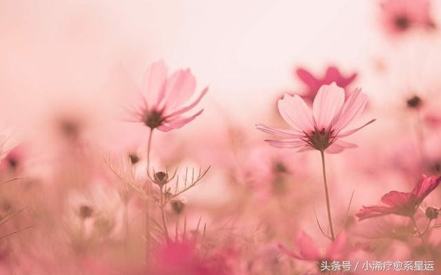 小浠疗愈12爱情运势月份:天蝎座摩羯座信息回复和分离双子座星座不承诺女生图片