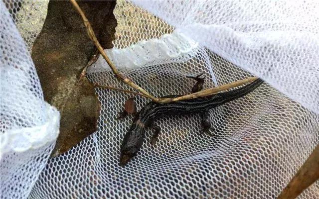 家居水景丨原生溪流自制水陆缸制作详解