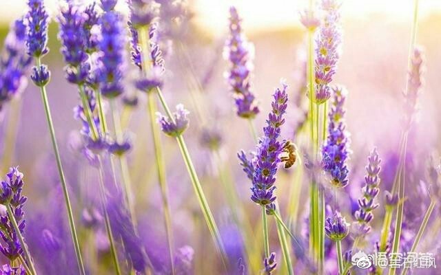 心灵微语:人生没有彩排,每天都在直播