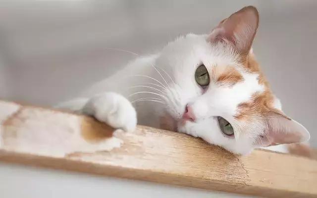 看完这些猫的捣蛋现场,隔壁哈士奇表示很服气