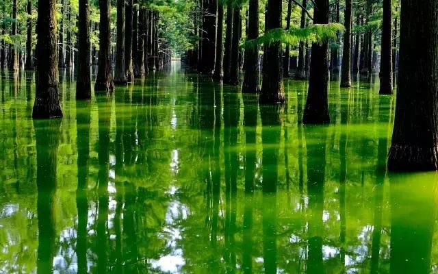 湖北竟有64个“国字号”湿地公园,武汉排名第一,你家附近有没