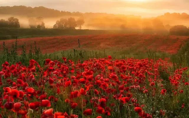 顾城10首短诗:我们打开雨伞,索性涂黑了天空