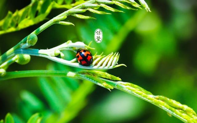 疯狂猜成语绿杨什么的_疯狂猜图疯狂猜灯谜绿红黑白四个格子