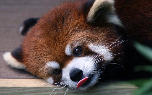 小熊猫太可爱啦,喜欢在树上蜷成球睡觉,还爱吐舌头卖萌!
