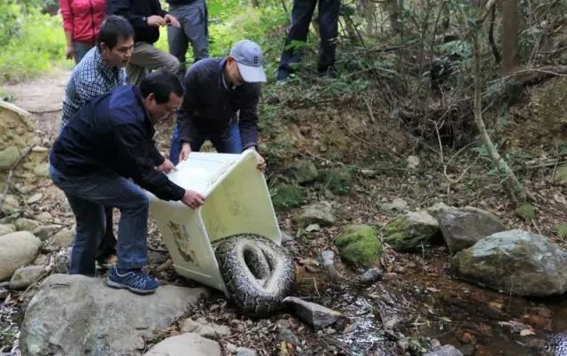 从南山到大鹏!证明蛇口真有蛇的巨蟒跨区"搬家"啦!