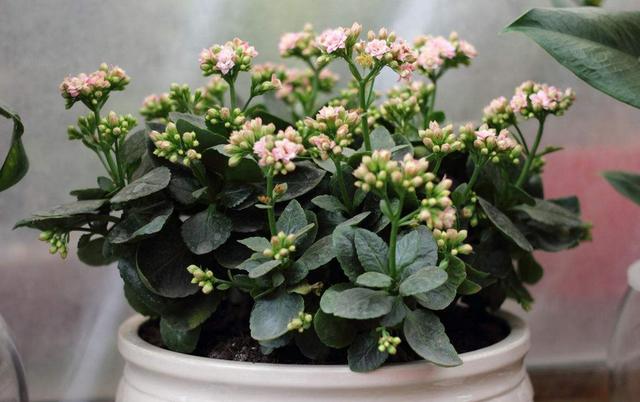 招财纳福的6种花,春天养一盆在家,旺宅旺家