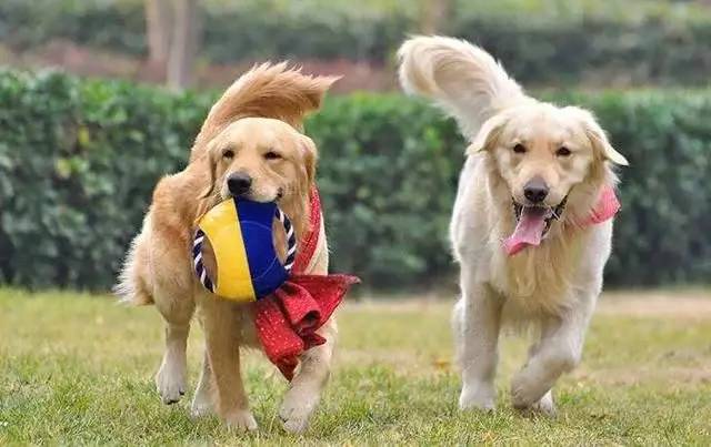 非常感谢你照顾我的宠物狗用英语怎么说