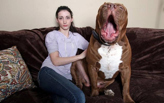 斗狗用的比特犬怎么训练胆量？比特犬的力量训练方法
