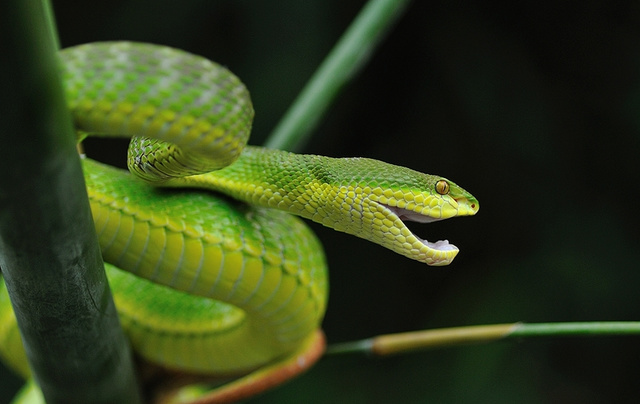 野猪为什么不怕毒蛇 猪吃毒蛇不中毒的原因