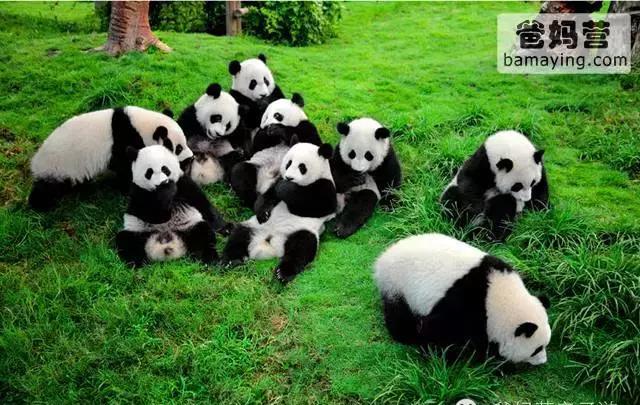 中国 TOP 10 最佳动物特色亲子酒店排行榜!独