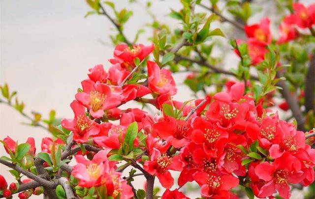 2018春暖花开，郑州近郊3至5月赏花最佳的几个地方，你去过哪个？