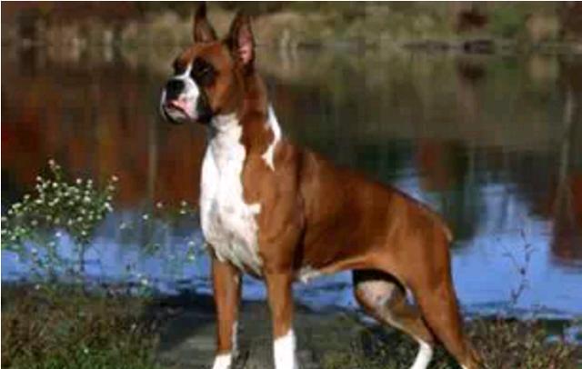 在世界各地用于家庭犬及警卫犬，深受人们的喜欢的拳师犬