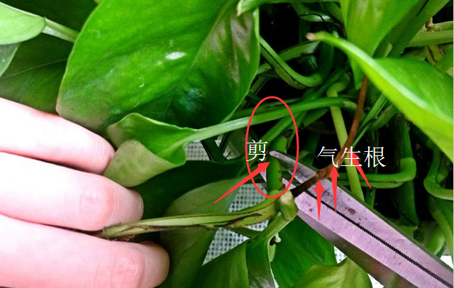 绿萝这个东西是个宝
