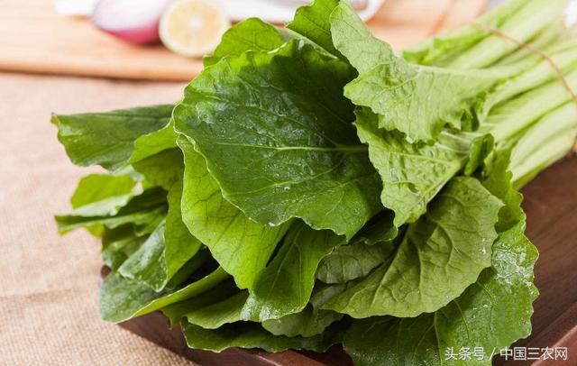 都说日本农药使用量世界第一 为什么日本蔬菜