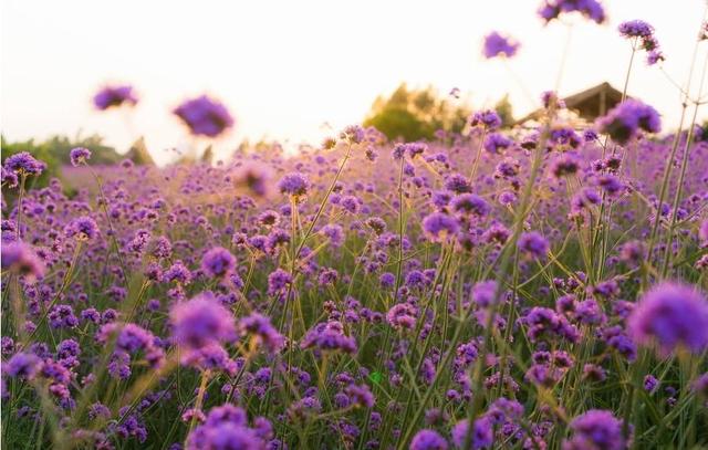 熏衣草和马鞭草的区别在这里，养花新手都看看吧!!