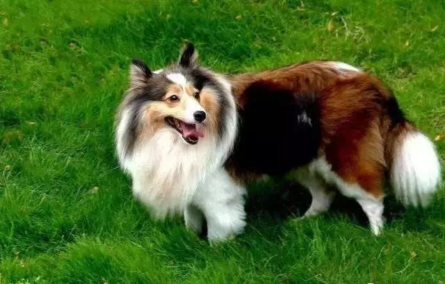 世界犬类忠诚度排名Top10:金毛第10,秋田犬第