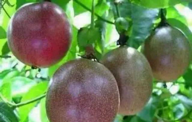 会让你吃上瘾的水果~百香果!