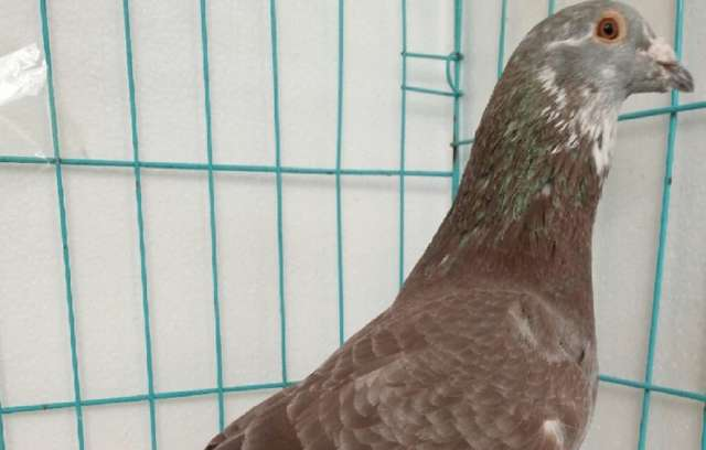 现在你也可以让你的鸽子带崽繁殖!