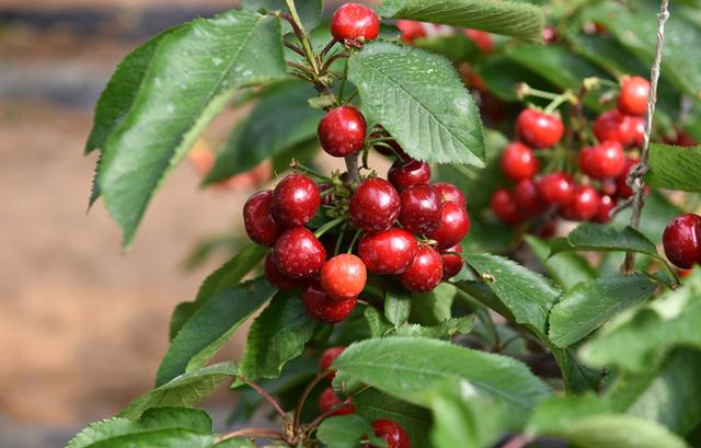 樱桃树栽培技术|大樱桃整形修剪需要特别注意