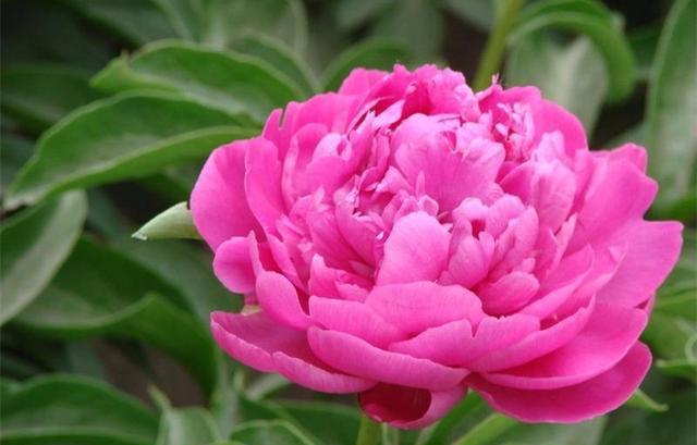 2018春暖花开，郑州近郊3至5月赏花最佳的几个地方，你去过哪个？