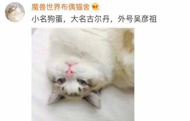 你家猫咪叫什么名字?叫狗蛋的最多,最牛的还是