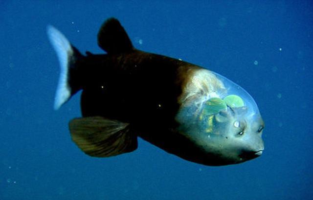 深海里超神奇的鱼 给自己脑袋开了一个"全景天窗"