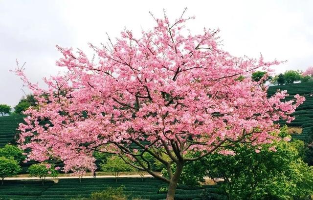 世界上最美的樱花茶园,十万株樱花美