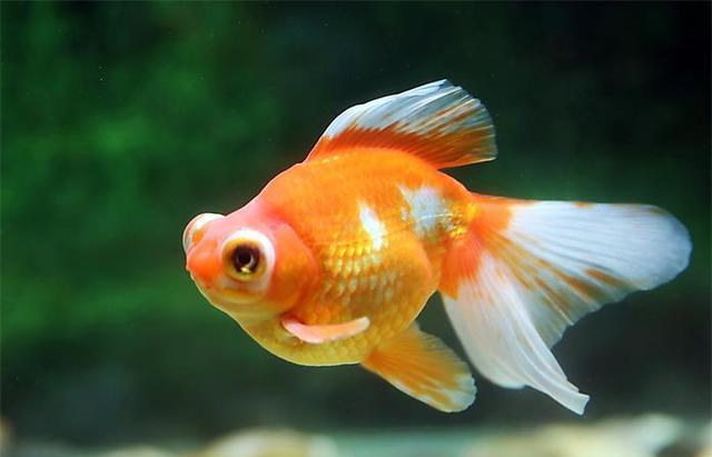 家居水景丨水族箱里一条金鱼的思考,它需要怎样的"鱼生"?