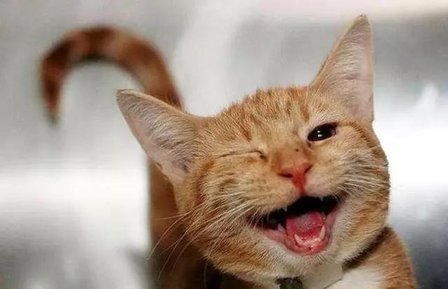 16种猫咪笑，你家主子是哪款？