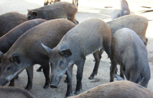 100万冥币换来一千万现金,老实人上坟多烧一把