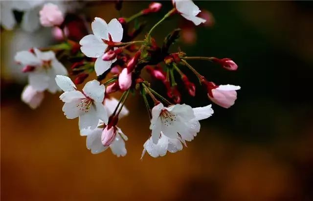 上海樱花节3月16日开幕,请收好这份最全赏樱攻略