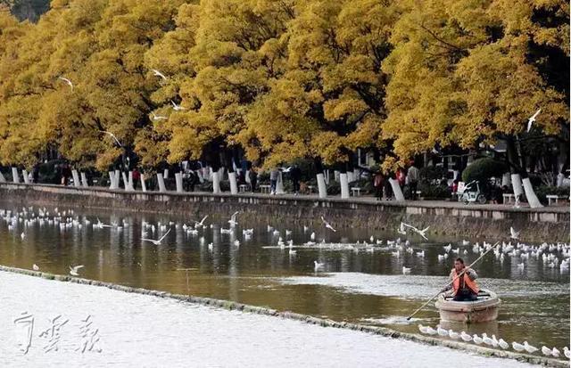 滇朴披金、海鸥飞翔……这个地方有昆明最美冬景!