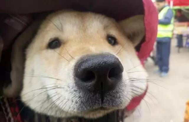 从狗狗的表情里能看出它对回家充满了期待!