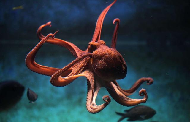 海底真奇妙:世界上10大神奇的海洋生物,见过一个算你牛!