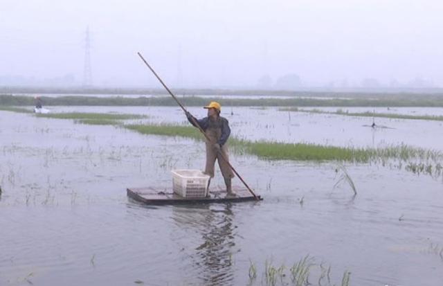 稻田里养小龙虾,1亩地每年多赚几千块,这事靠