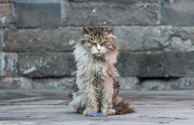 在六百年的故宫里 您可见过那只大名鼎鼎的御猫