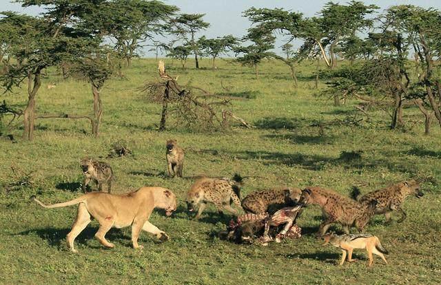 狮子抢夺鬣狗食物,没想到落入包围圈,狮子这表情怂了!!