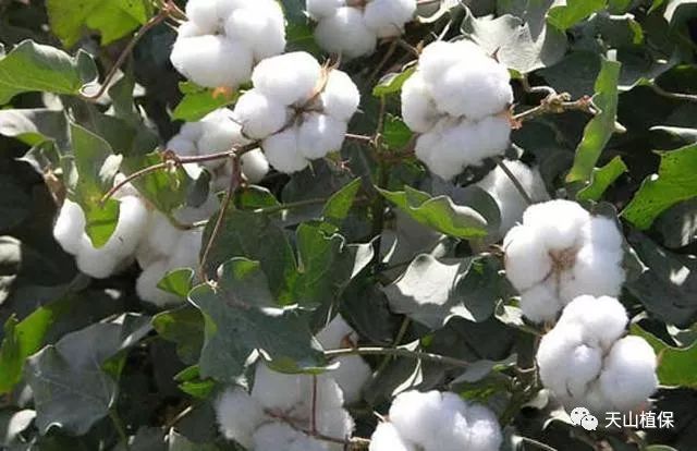 棉花的种植条件,你掌握吗?