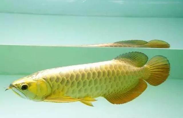 家居水景丨网友把金龙鱼和银龙鱼混养, 然后就