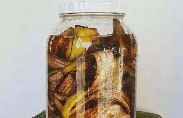 香蕉皮别扔,用它当肥料,保证你的花长得漂亮,从