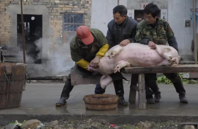 为什么农村杀牛杀猪的人越来越穷?