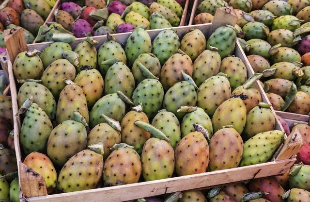 仙人掌果虽好不是所有人都适合吃,仙人掌果的
